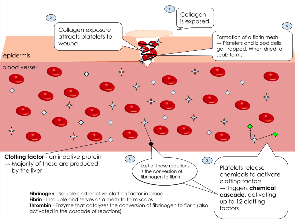 혈소판 구조와 특징 (Platelets) - 의학당