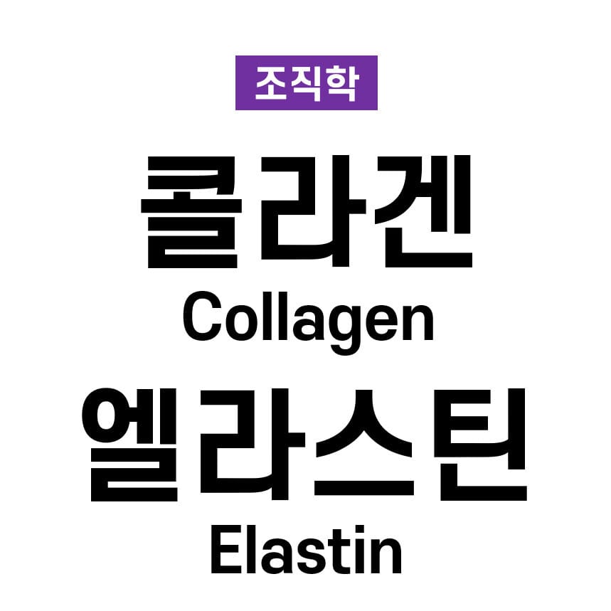 콜라겐(Collagen)과 엘라스틴(Elastin)