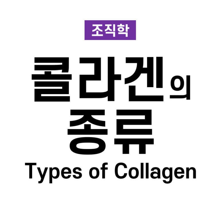 콜라겐의 종류 (Types of Collagen)