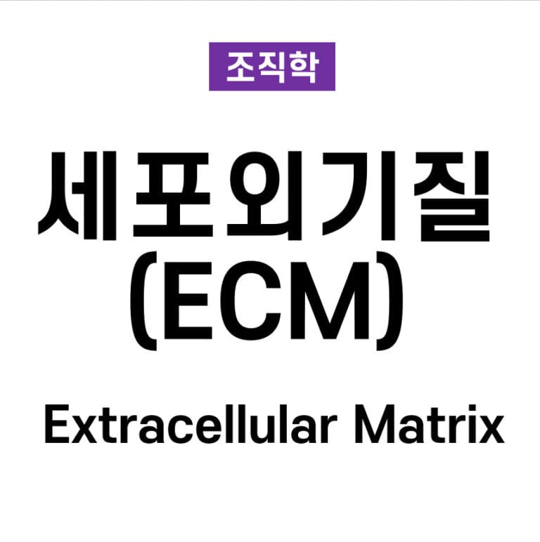 세포외기질(Extracellular Matrix, ECM)