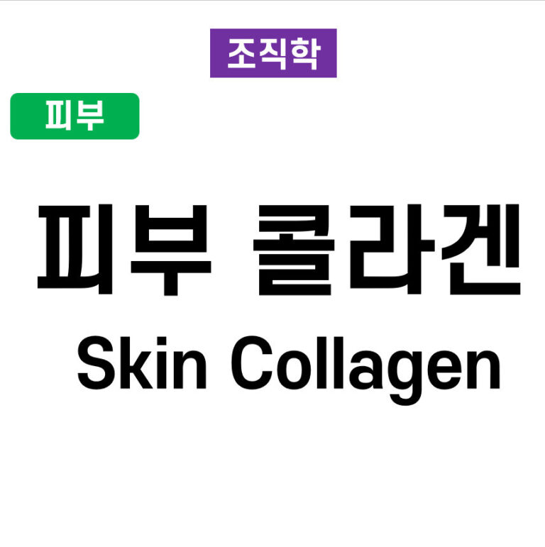 피부 콜라겐 (Skin Collagen)