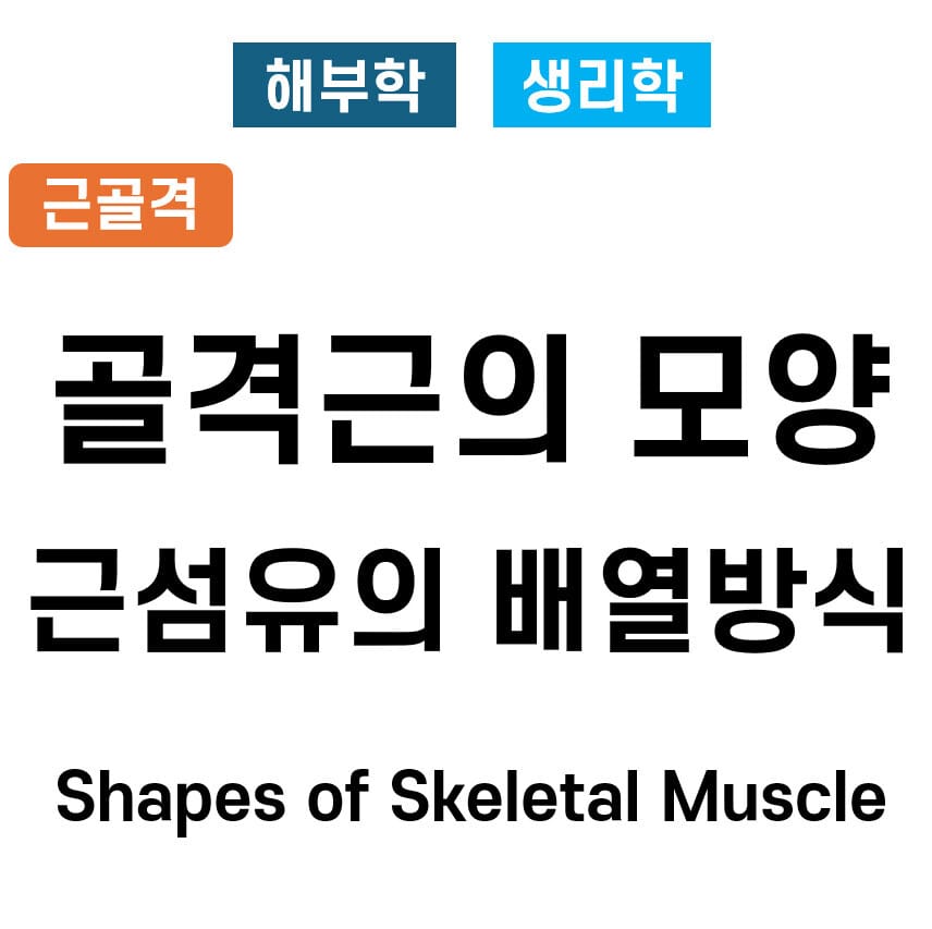 골격근의 모양 / 근섬유의 배열 방식 (Arrangement of Muscle Fibers)