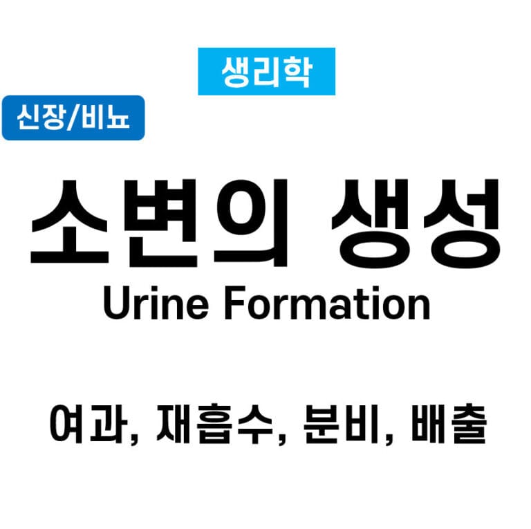 소변 생성 기전 (Urine Formation)