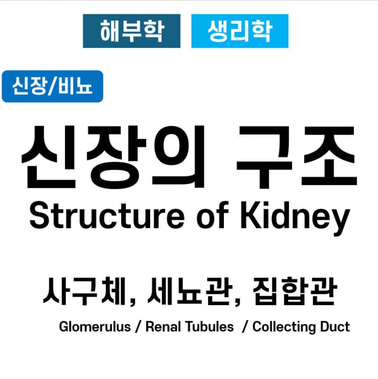 네프론 (Nephron)