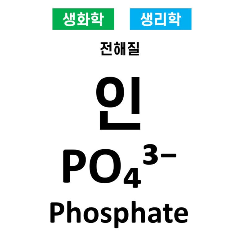 전해질 07. 인(PO₄³⁻, Phosphate)의 역할