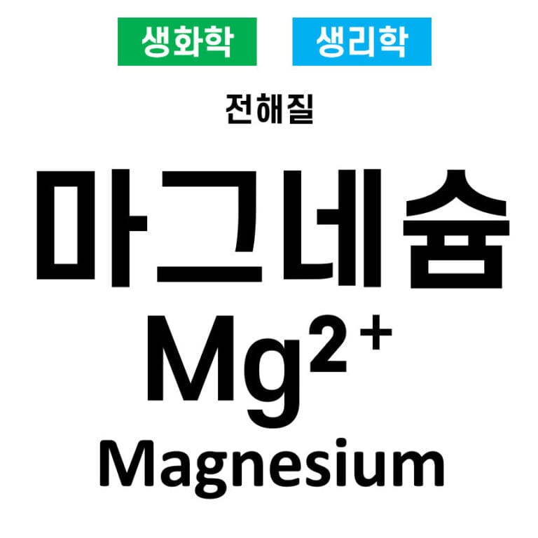 전해질 06. 마그네슘(Mg²⁺, Magnesium)의 역할