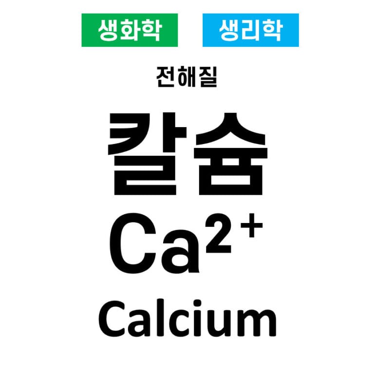 전해질 05. 칼슘(Ca²⁺, Calcium)의 역할
