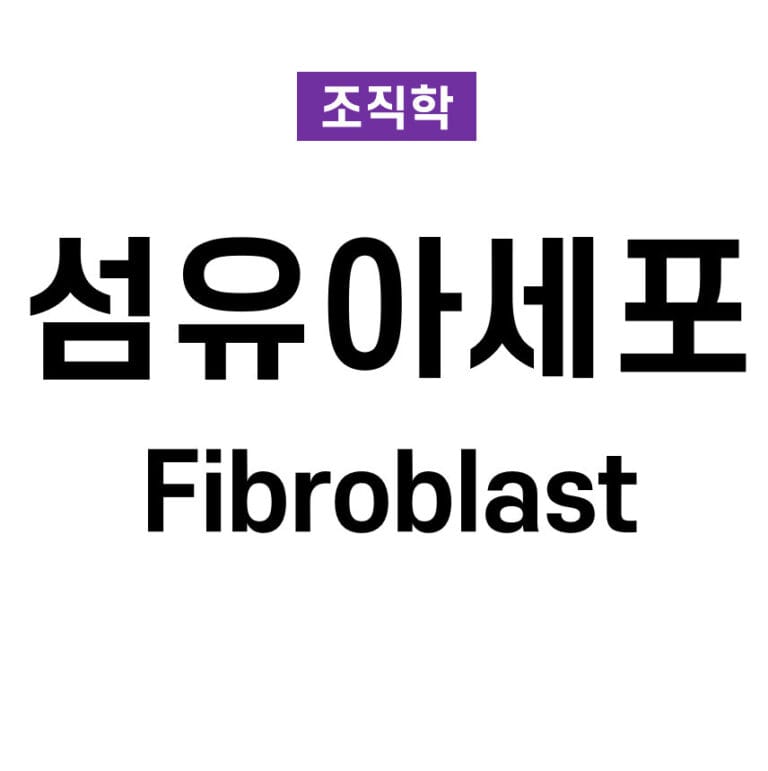 섬유아세포(Fibroblast)