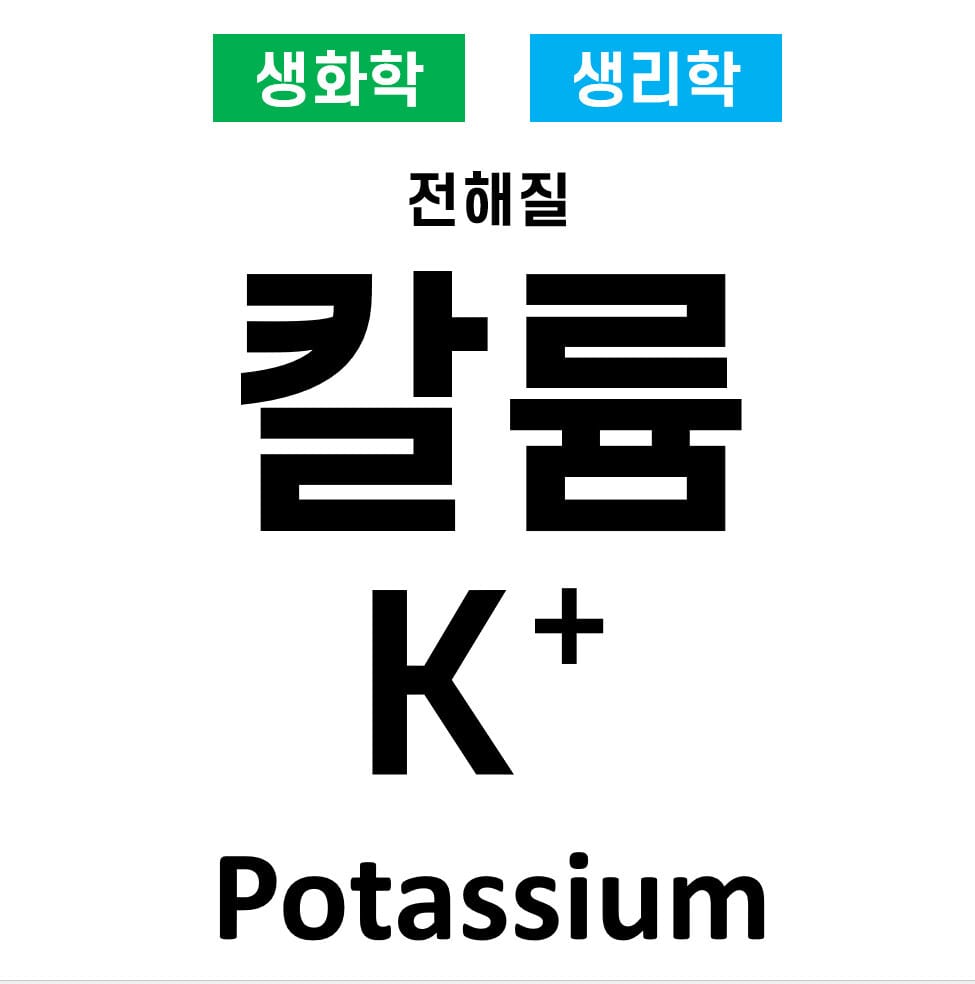 전해질 02. 칼륨(K⁺, Potassium)의 역할