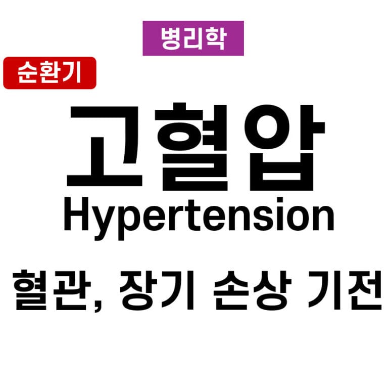 고혈압의 병태생리