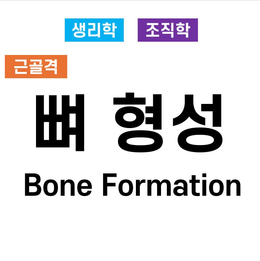 뼈 형성 과정 (Bone Formation Process)