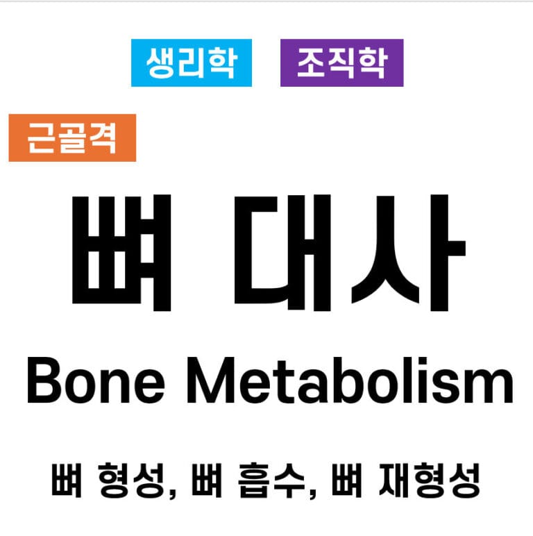 뼈 대사 과정 (Bone Metabolism Process)
