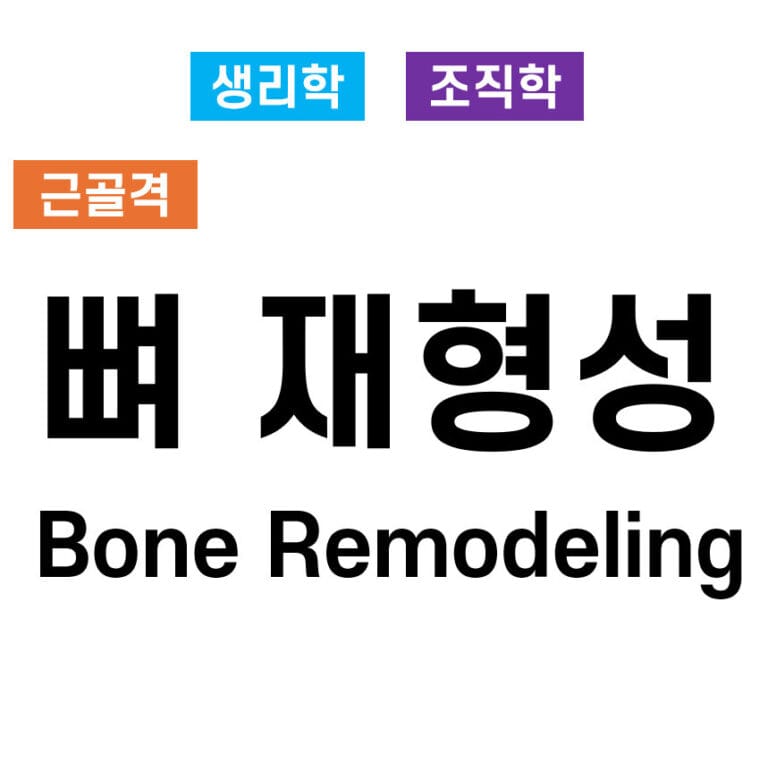 뼈의 재형성(Bone Remodeling) 과정