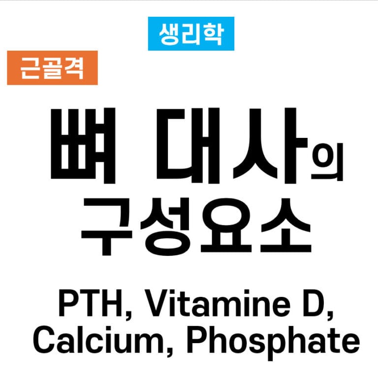 뼈 대사의 구성 요소 – PTH, 비타민 D, 칼슘, 인의 역할