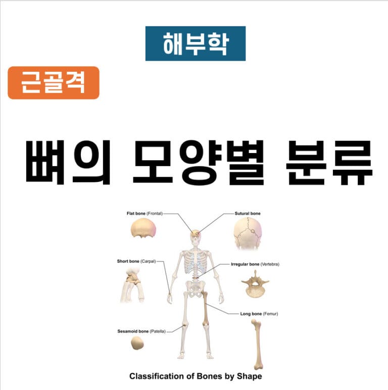 뼈의 모양별 분류 (Classification of Bones by Shape) - 의학당