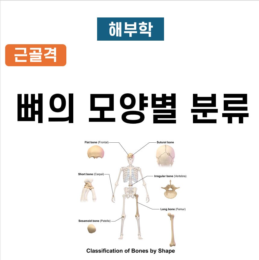 뼈의 모양별 분류 (Classification of Bones by Shape)