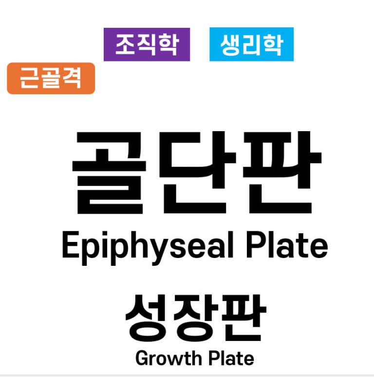골단판(Epiphyseal Plate) / 성장판(Growth Plate)