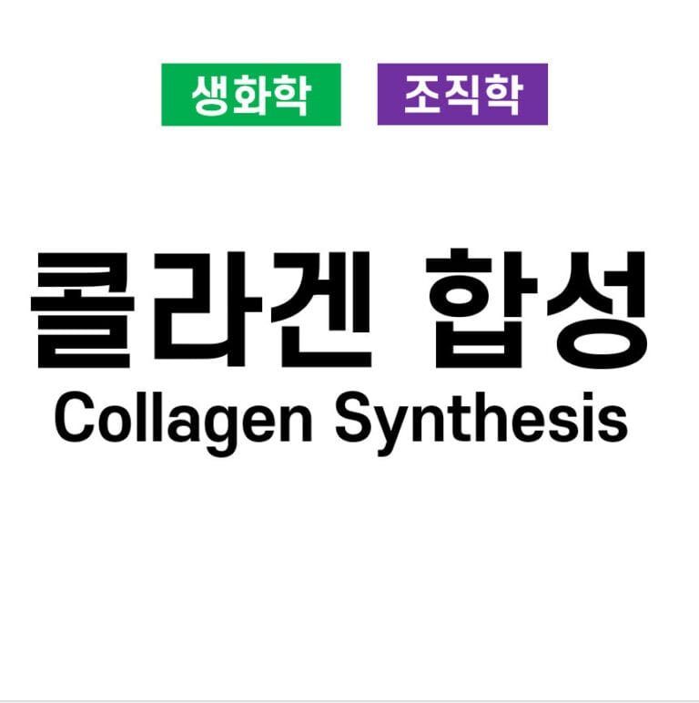 콜라겐 합성 과정 (Collagen Synthesis Process)