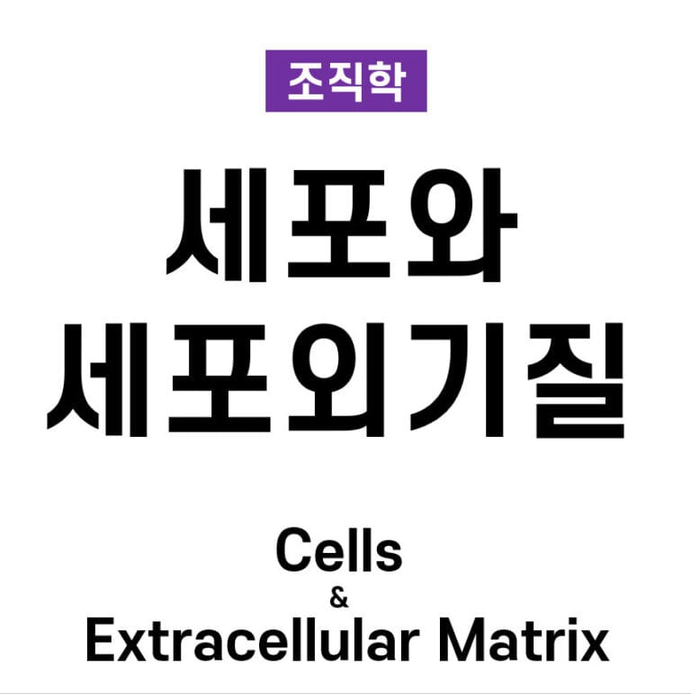 세포와 기질 구성 요소 (Cells and Extracellular Matrix Components)