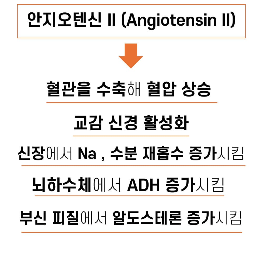 RAAS에서 Angiotensin II의 작용