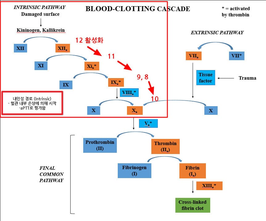 혈액 응고 과정(Blood Coagulation Pathways) : 내인성 경로와 외인성 경로