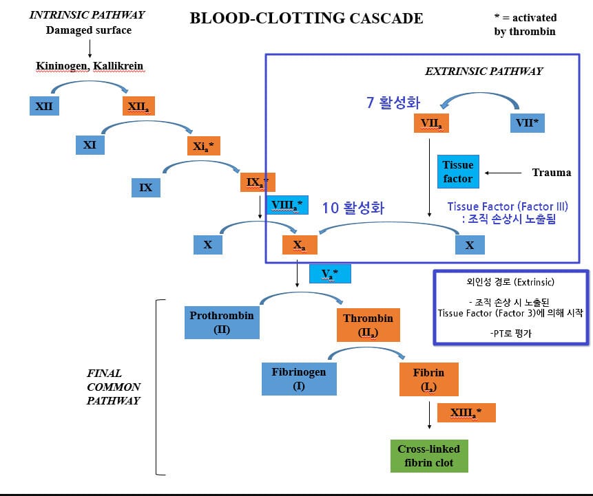 혈액 응고 과정(Blood Coagulation Pathways) : 내인성 경로와 외인성 경로