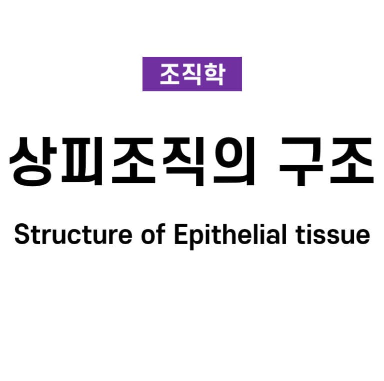 상피조직의 구조 (Structure of Epithelial Tissue)
