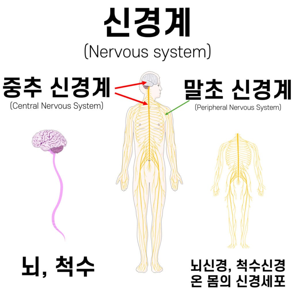 중추신경계(CNS) 와 말초신경계(PNS)