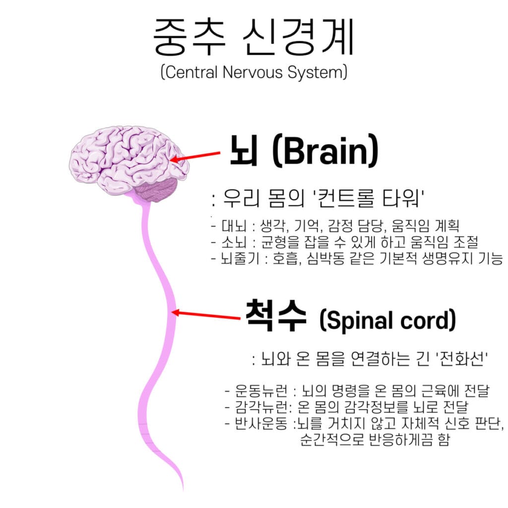 Central Nervous System, CNS