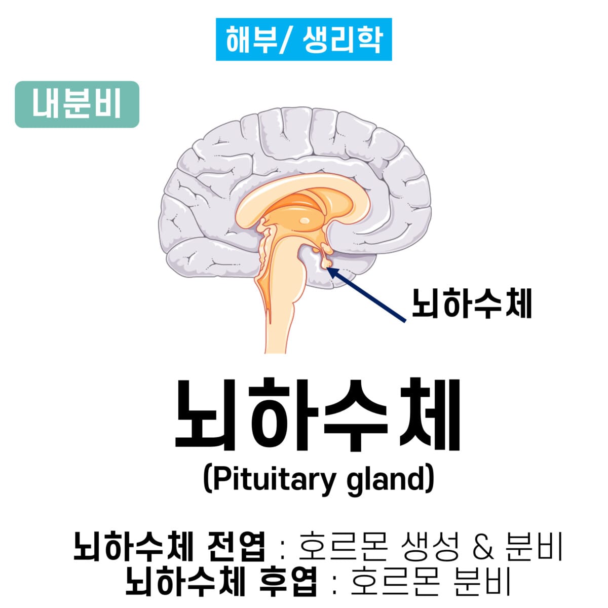뇌하수체 호르몬(Pituitary Gland) - 의학당