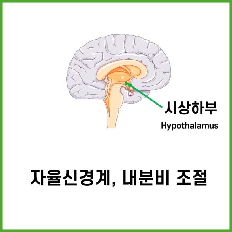 간뇌(Diencephalon) - 의학당