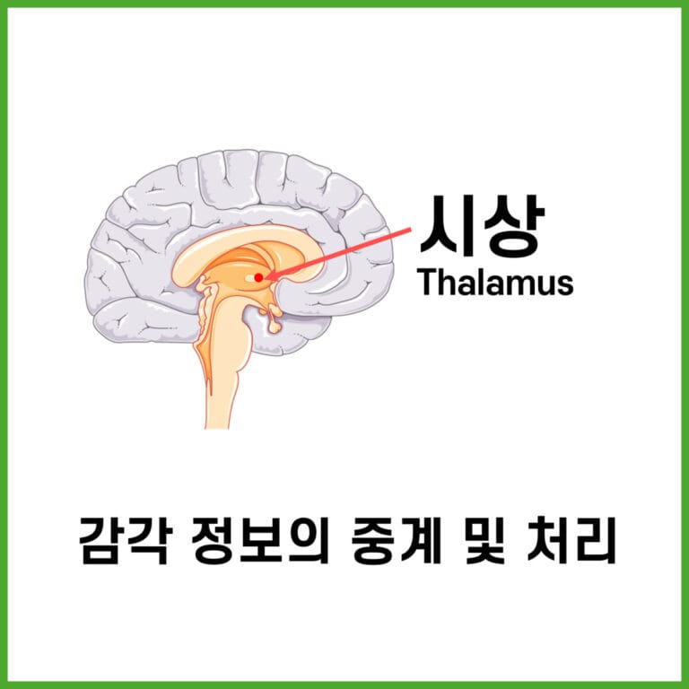 간뇌(Diencephalon) - 의학당