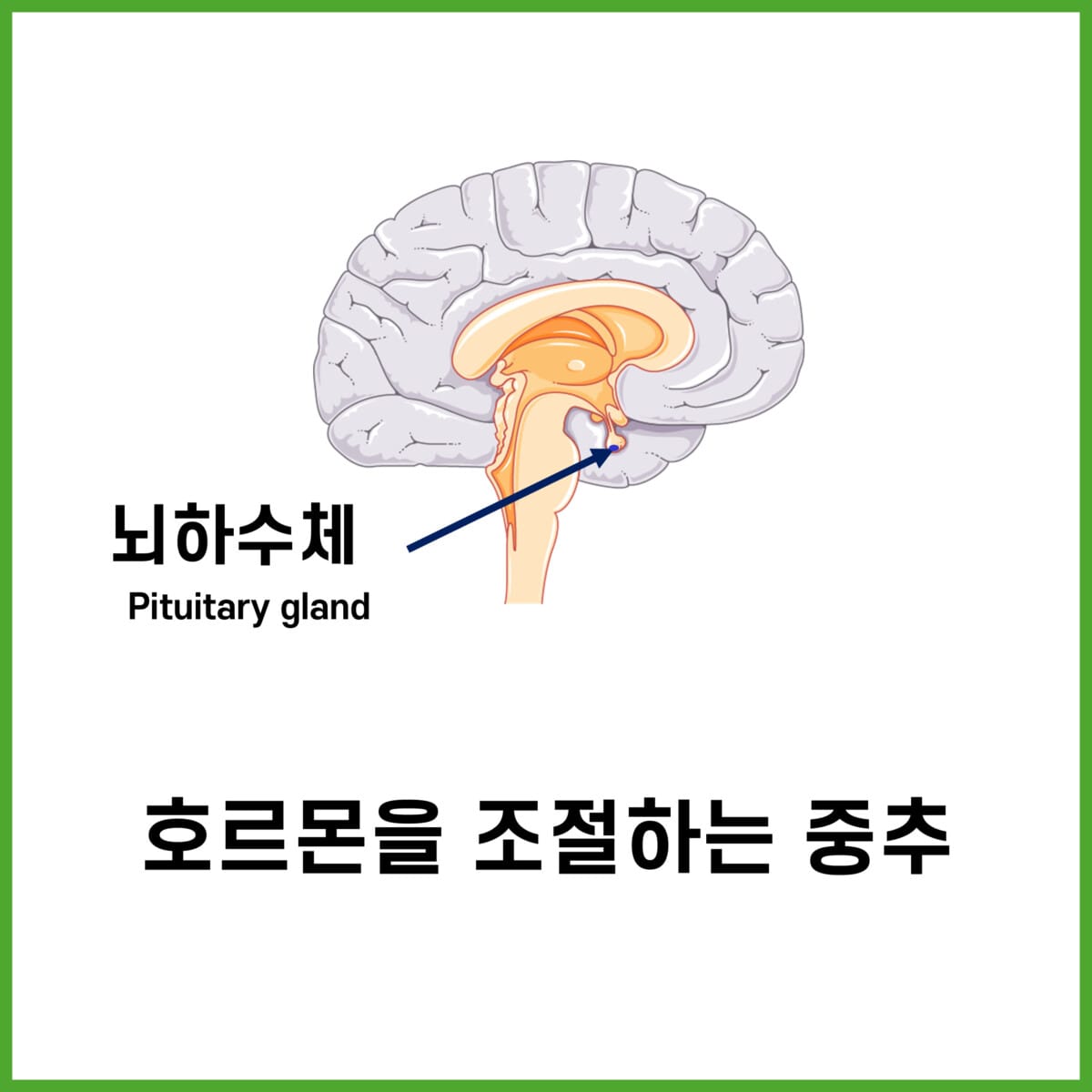 간뇌(Diencephalon) - 의학당