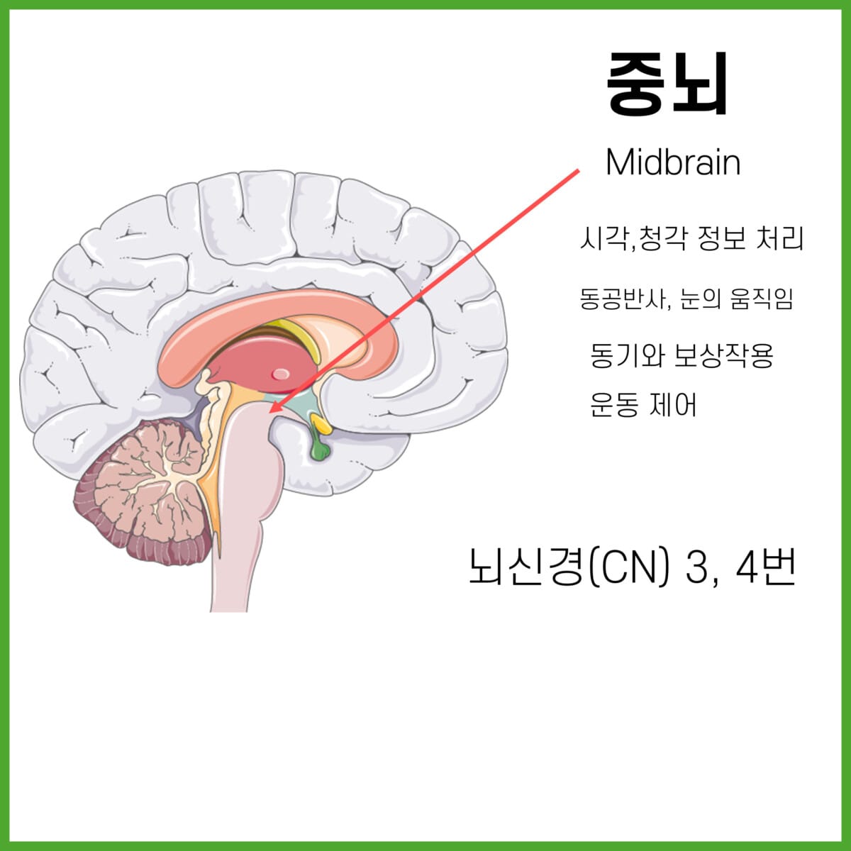 뇌줄기(Brainstem) - 의학당