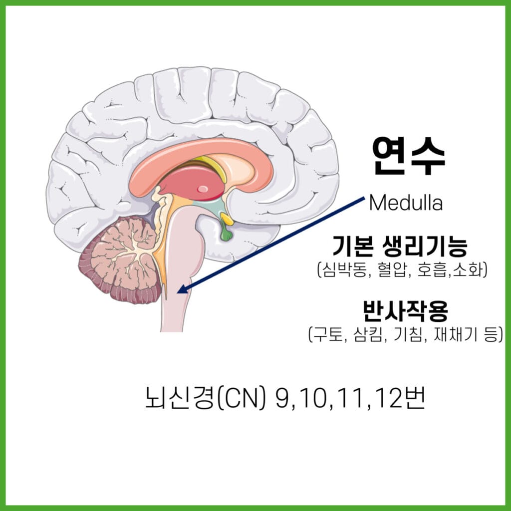 뇌줄기(Brainstem) - 의학당