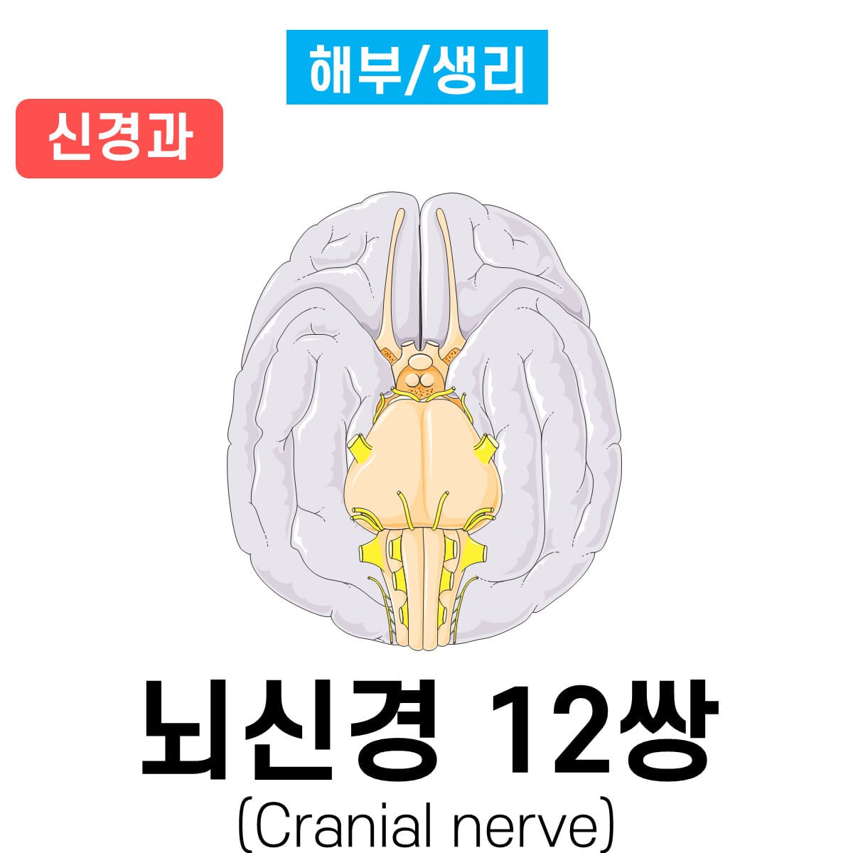 뇌신경 12쌍 (Cranial Nerves) - 의학당