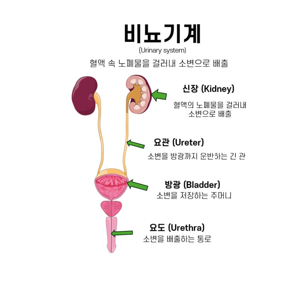 비뇨기계(Urinary System) - 의학당