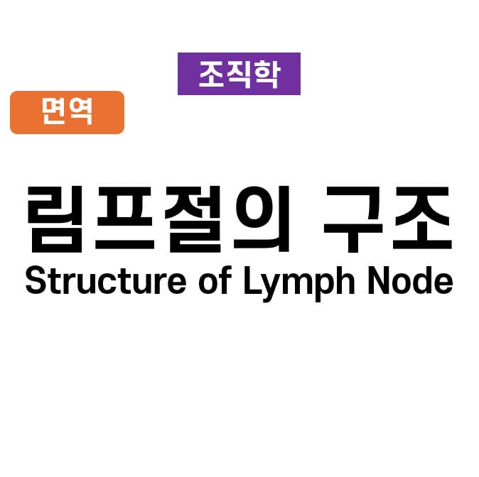 림프절의 구조 (Structure of the Lymph Node)