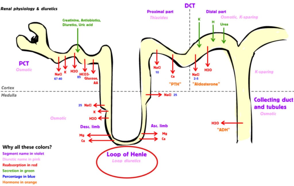 renal diuretics