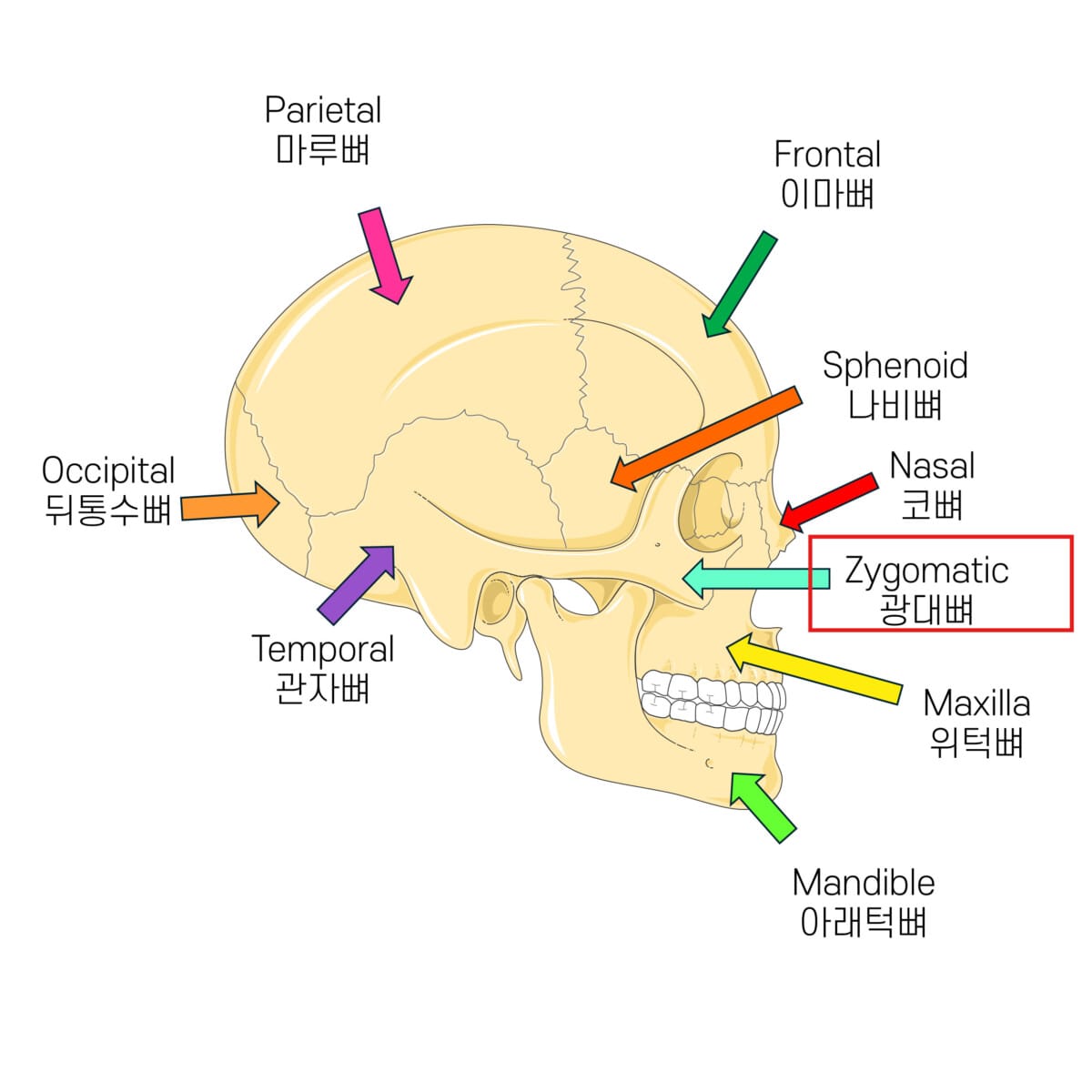두개골 (Skull) - 의학당