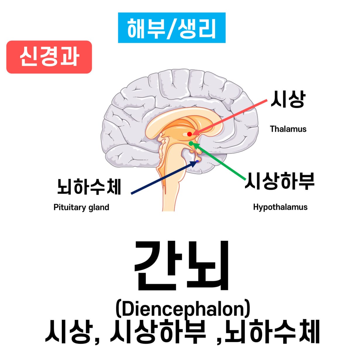 간뇌(Diencephalon)