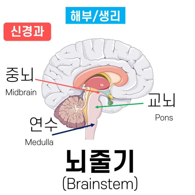 뇌줄기 (brainstem)