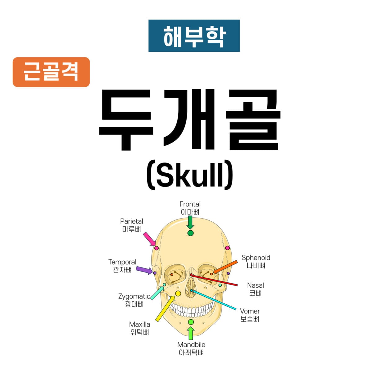두개골 (Skull)