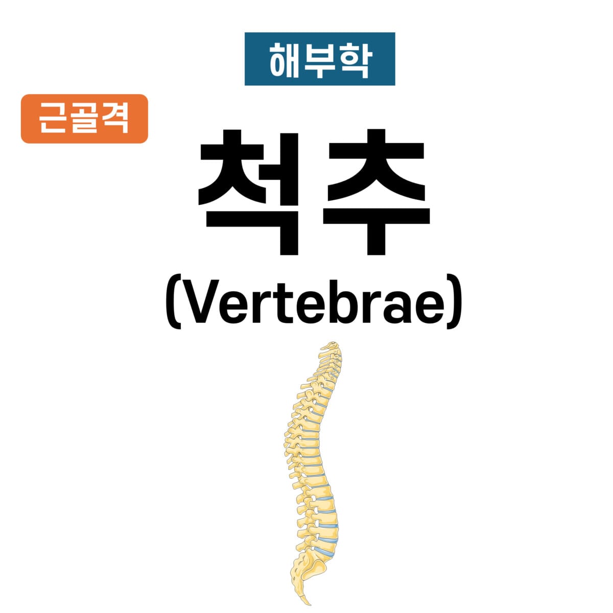 척추의 구분 (Vertebrae)