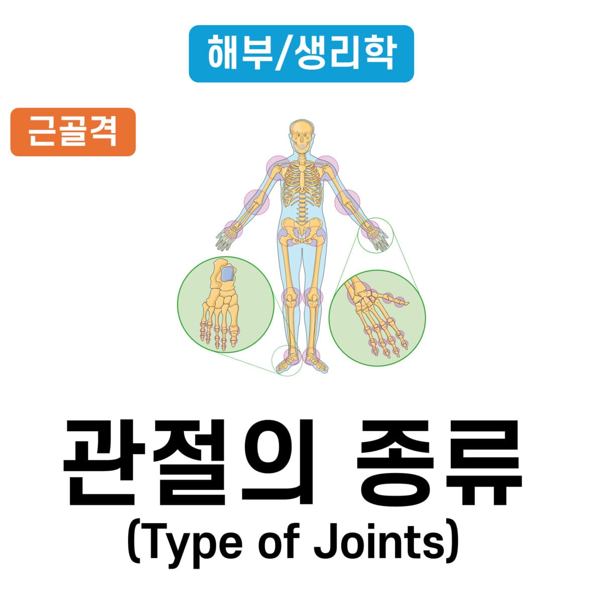 관절의 종류 (Type of Joints)