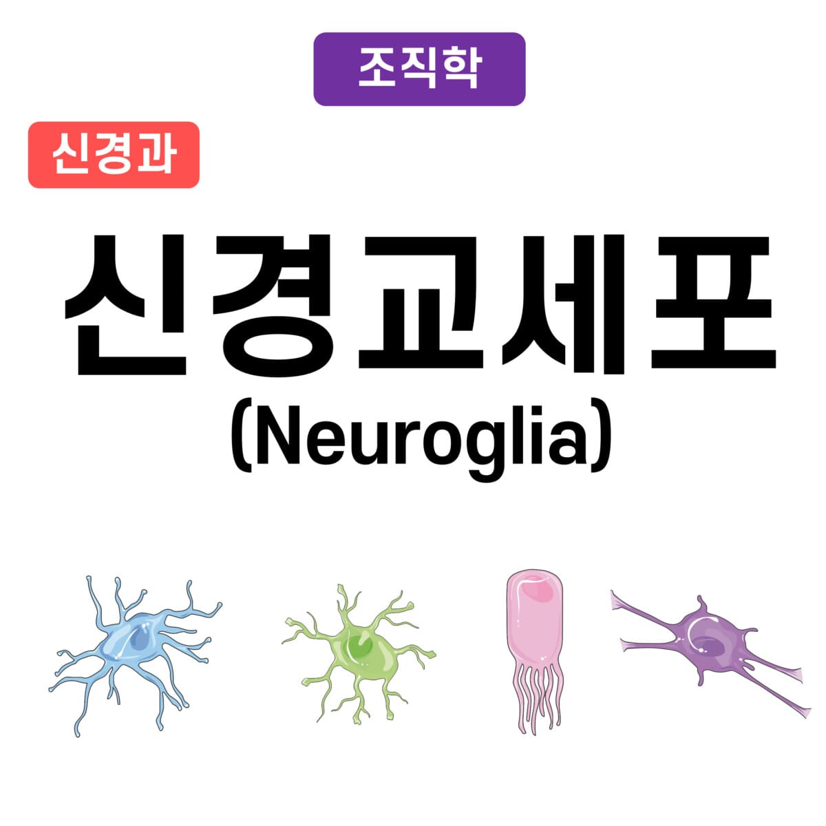 신경교세포 (Neuroglia)