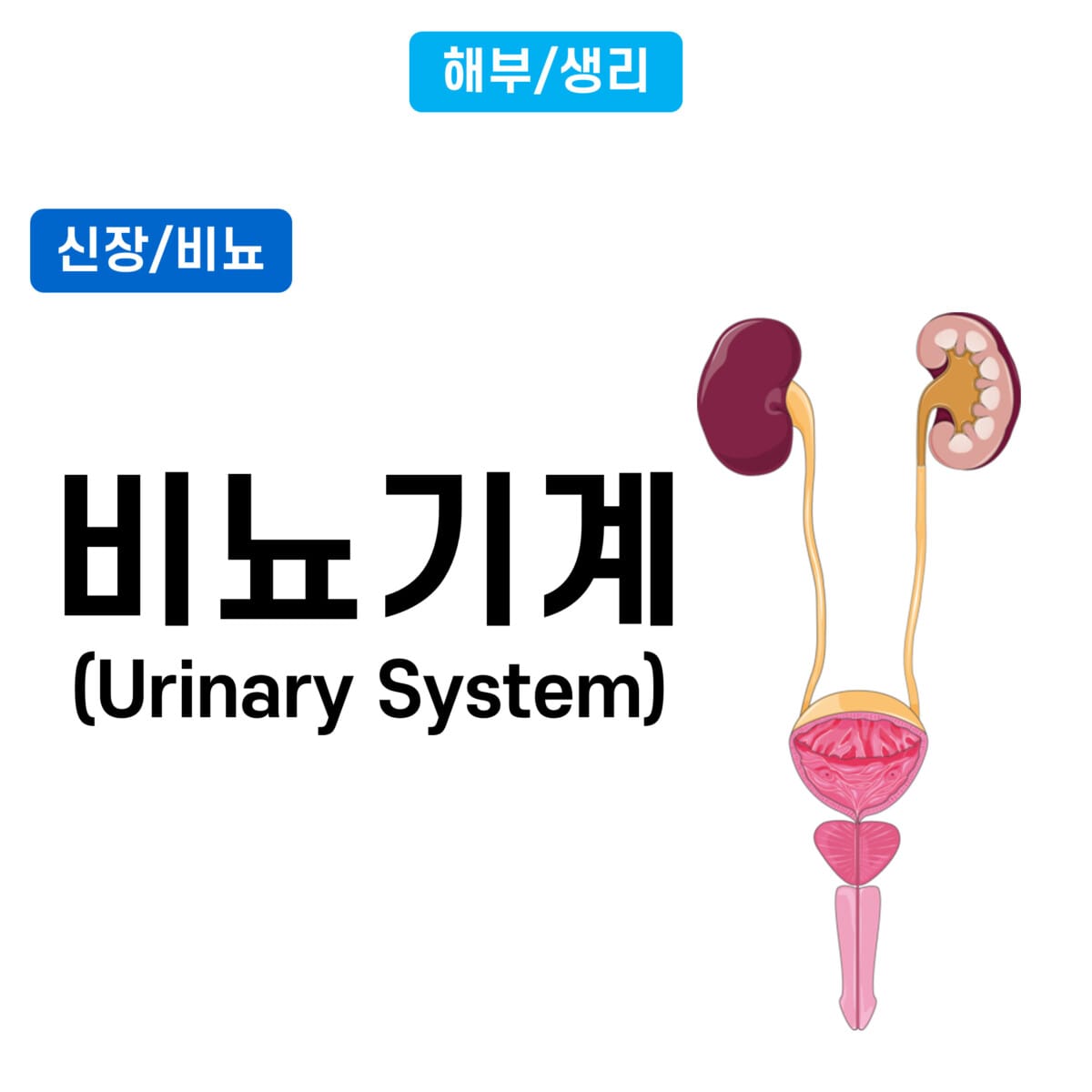비뇨기계(Urinary System)