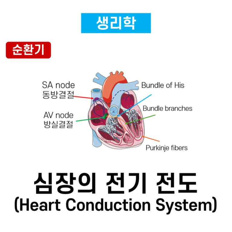 심장의 전기 전도 (Heart Conduction System) - 의학당