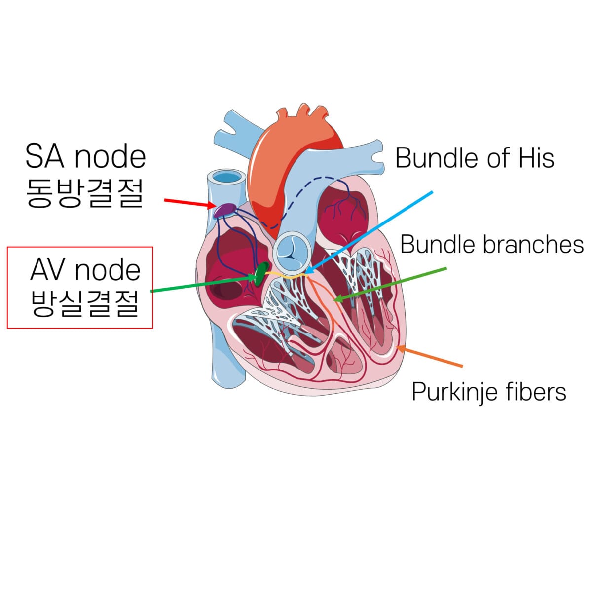 심장의 전기 전도 (Heart Conduction System) - 의학당