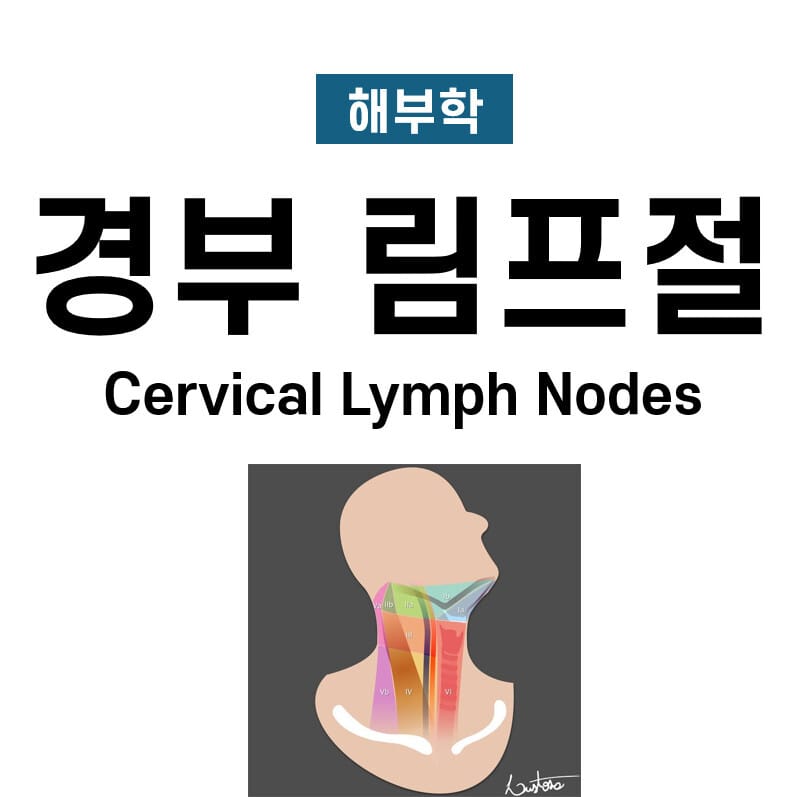 경부 림프절 (Cervical Lymph Nodes)